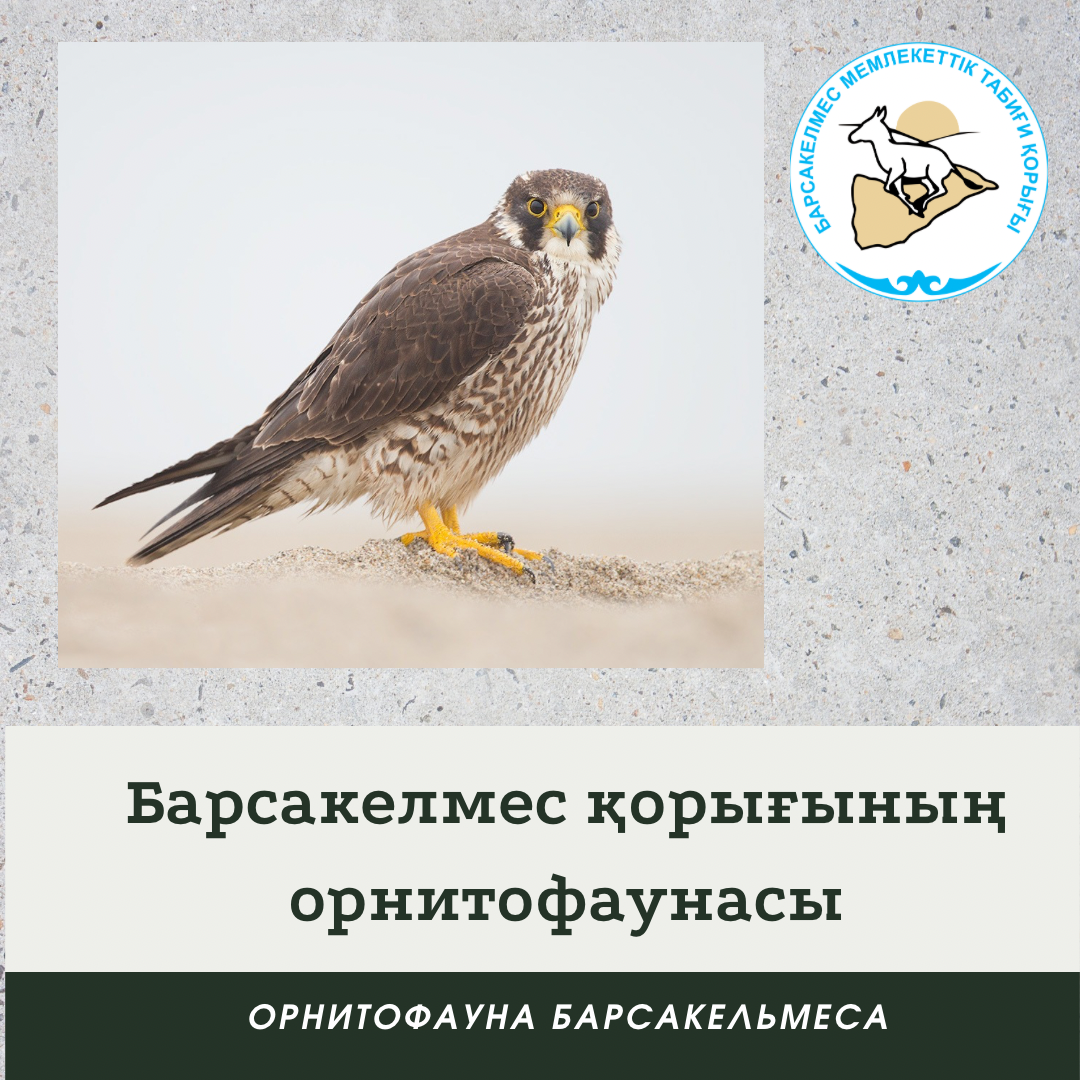 Сапса́н