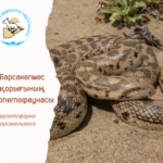 Восточный удавчик