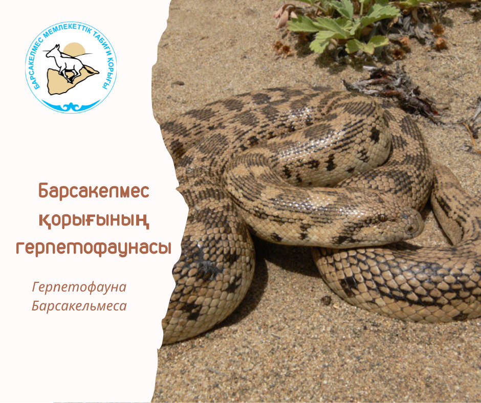 Восточный удавчик