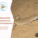 Се́тчатая я́щурка