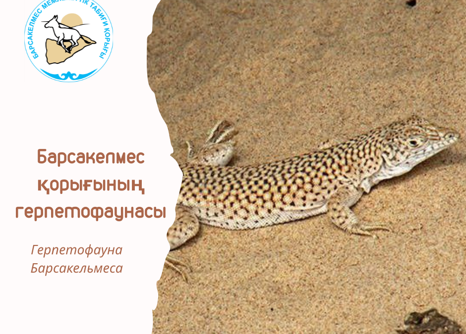Се́тчатая я́щурка