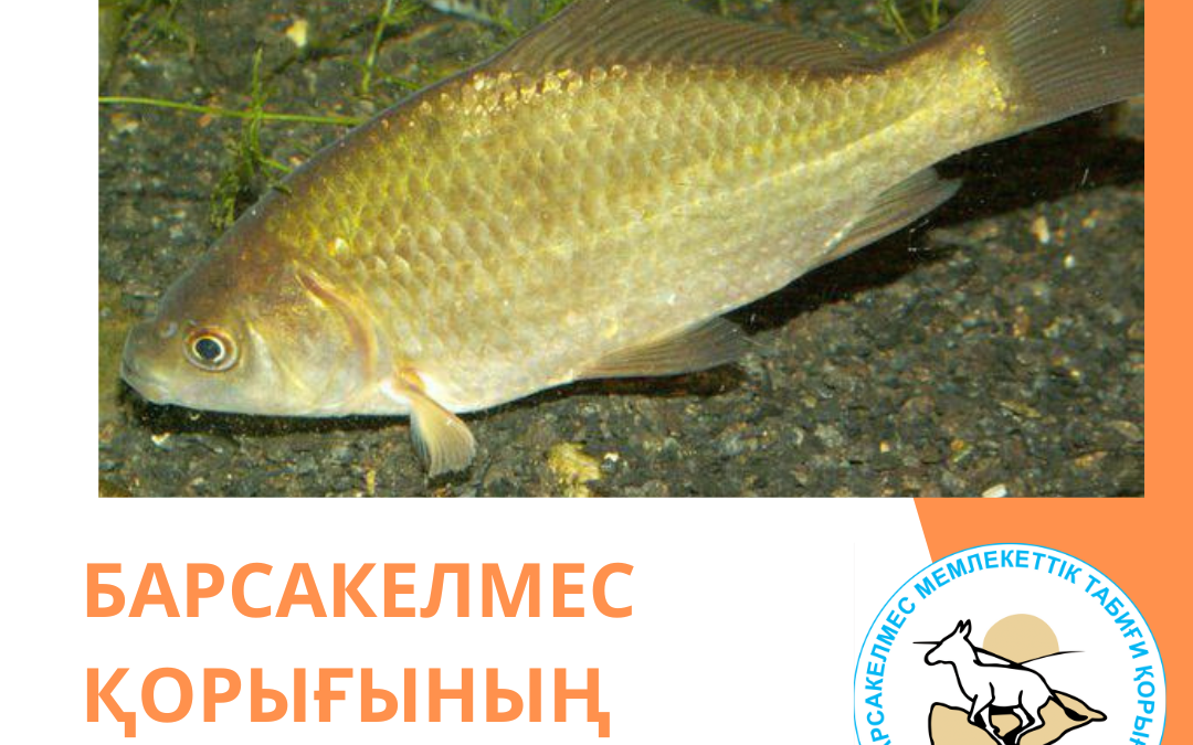 Сере́бряный кара́сь