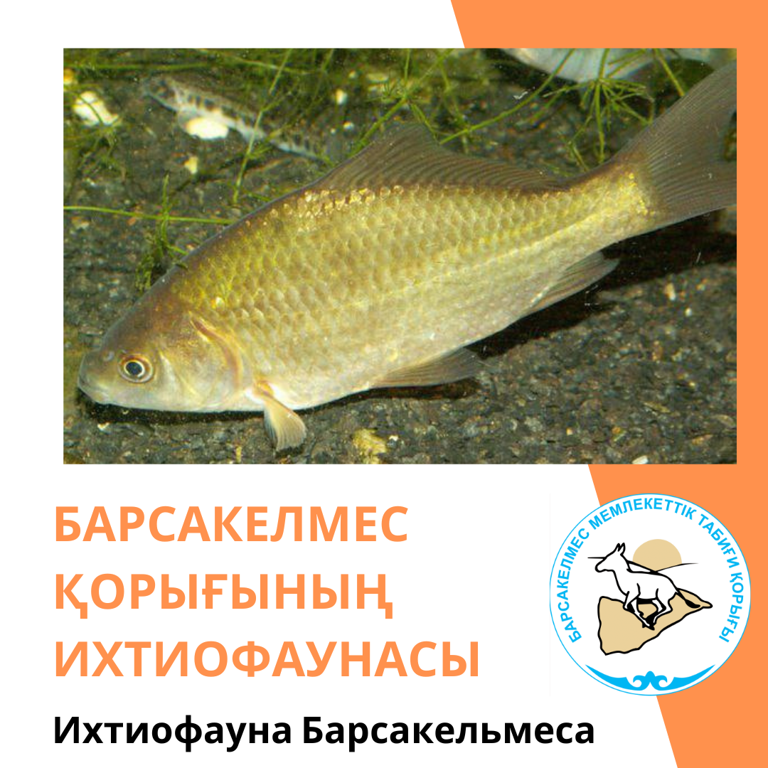 Сере́бряный кара́сь