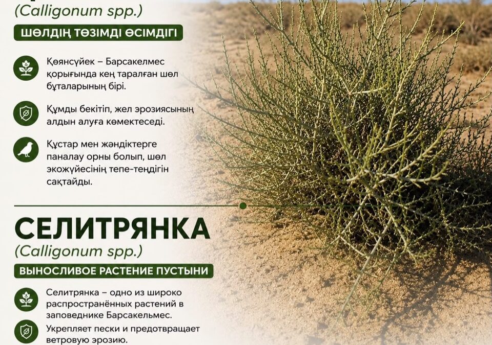 СЕЛИТРЯНКА - ВЫНОСЛИВОЕ РАСТЕНИЕ ПУСТЫНИ
