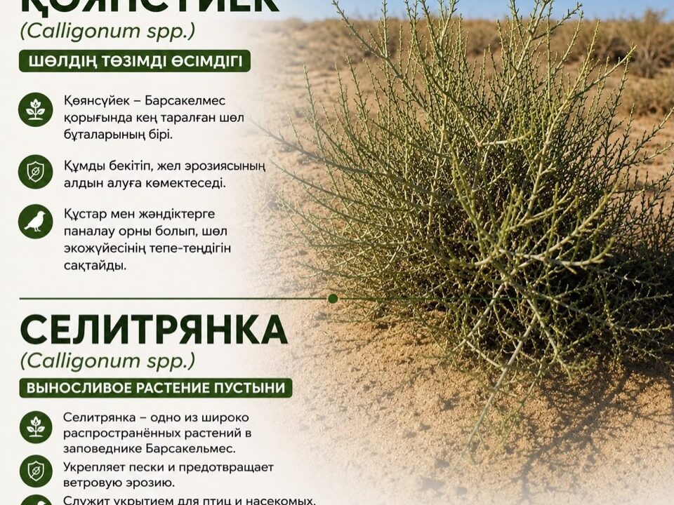 СЕЛИТРЯНКА - ВЫНОСЛИВОЕ РАСТЕНИЕ ПУСТЫНИ