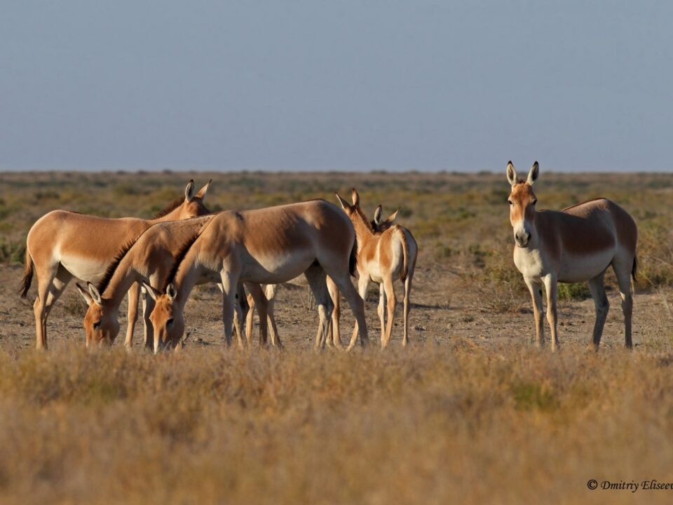 Түркімен құланы - Equus hemionus onager