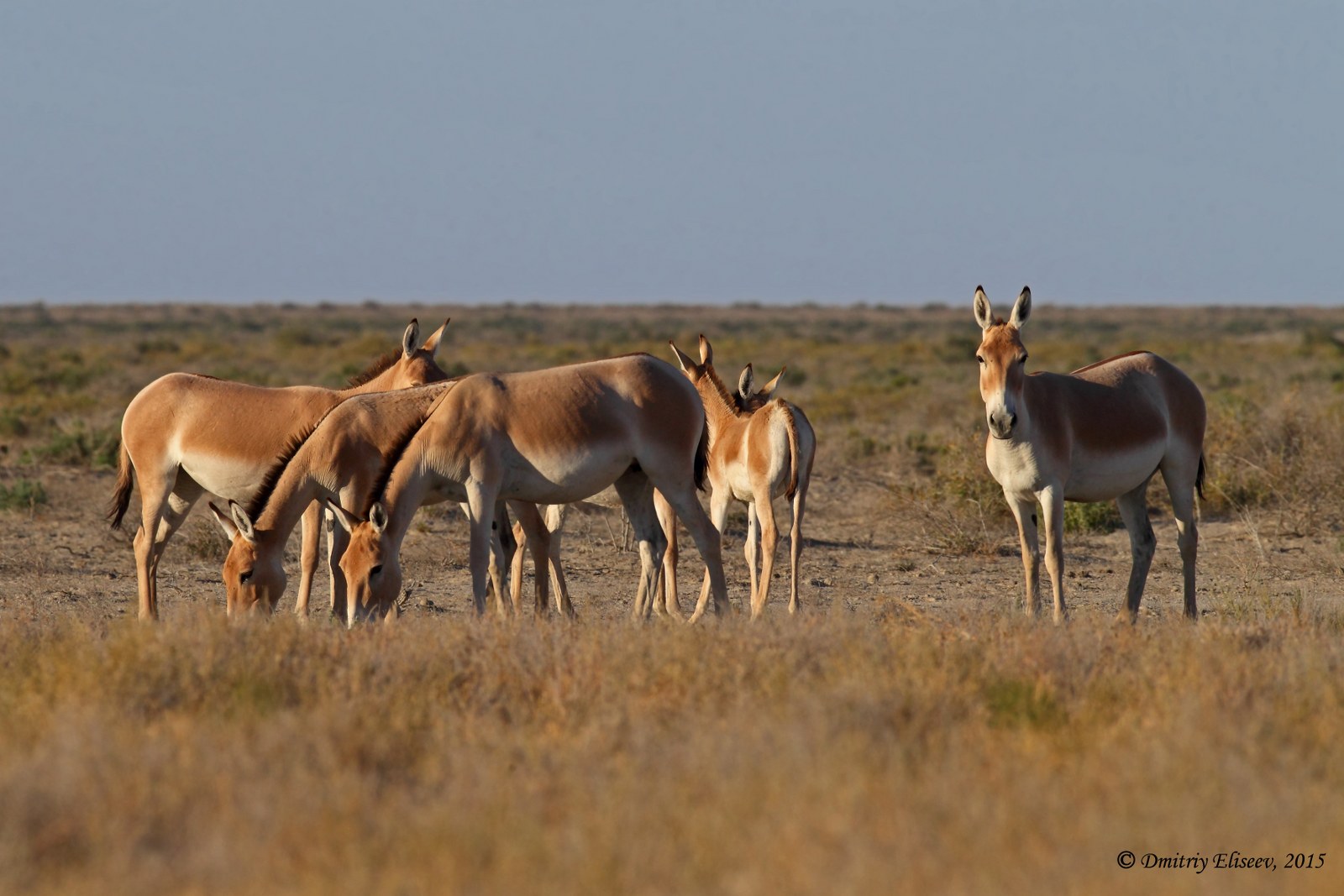 Түркімен құланы - Equus hemionus onager