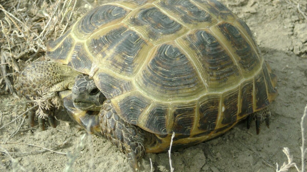 Ортаазиялық тасбақа - Testudo horsfieldii