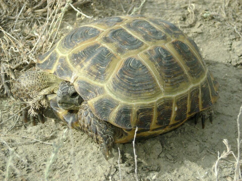 Ортаазиялық тасбақа - Testudo horsfieldii