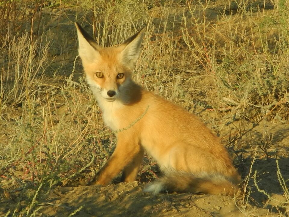 Түлкі Vulpes vulpes