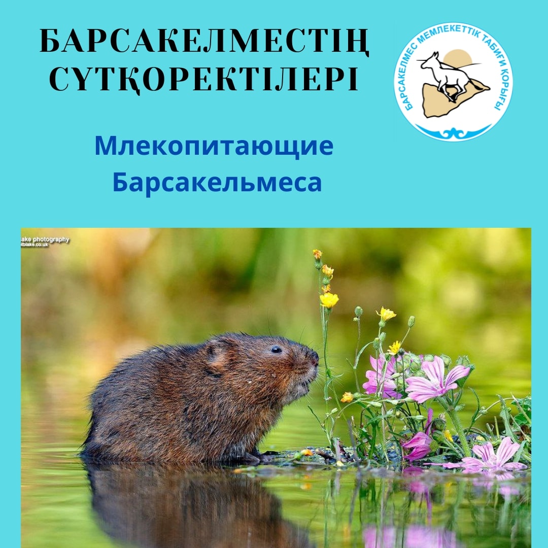 Су тышқан