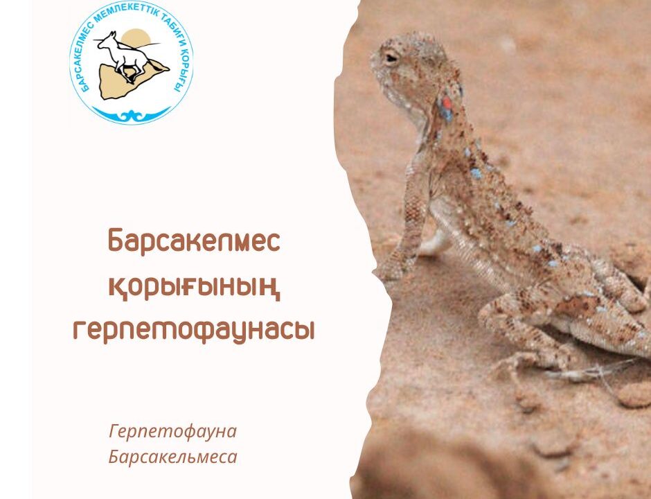 Тақыр кесірткесі