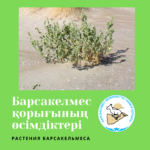 Лебеда Пратова - Atriplex pratovii