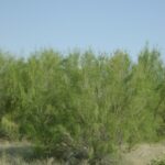 Саксаул черный Haloxylon aphyllum