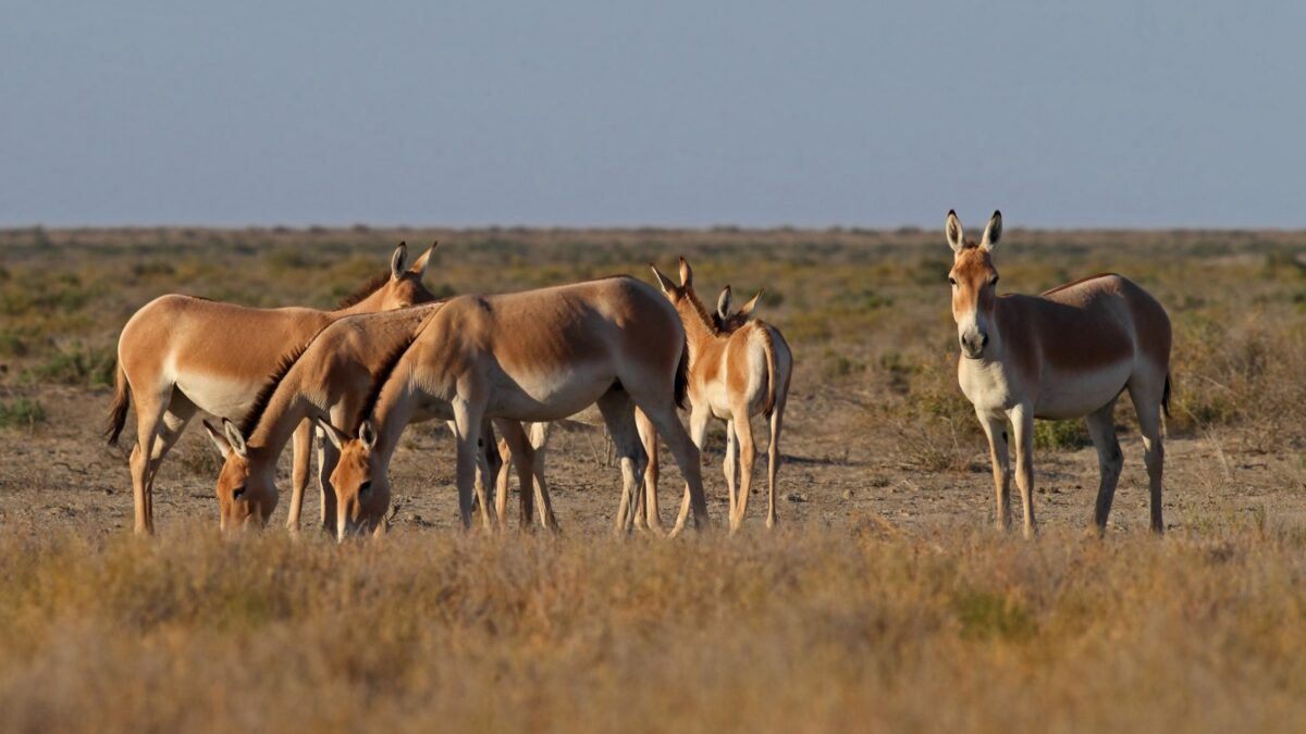 Туркменский кулан - Equus hemionus onager