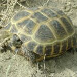 Среднеазиатская черепаха - Testudo horsfieldii