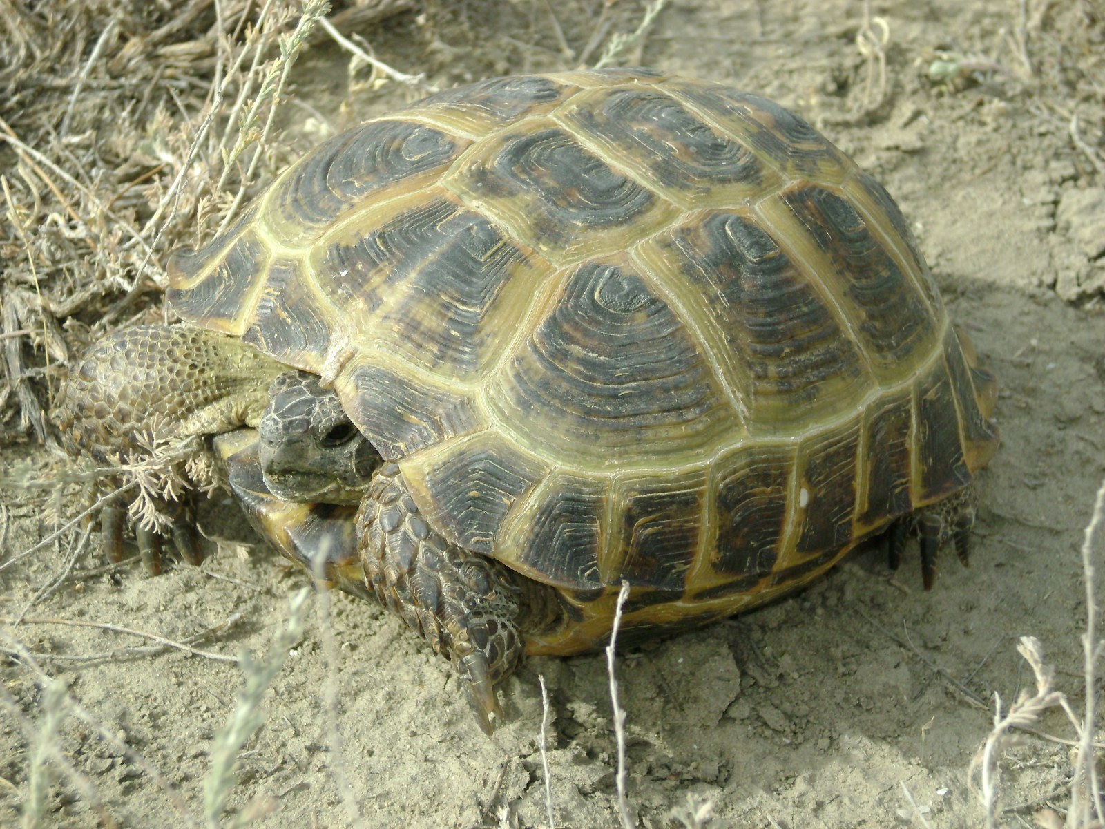 Среднеазиатская черепаха - Testudo horsfieldii
