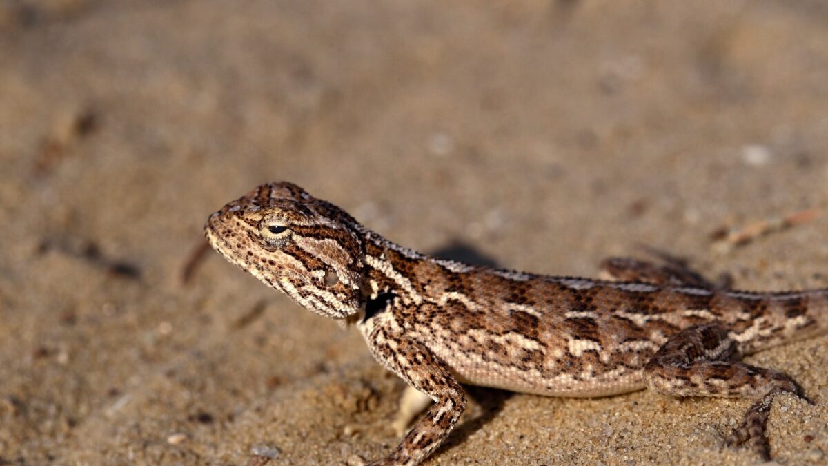Степная агама – Trapelus saguinolentus
