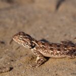 Степная агама – Trapelus saguinolentus