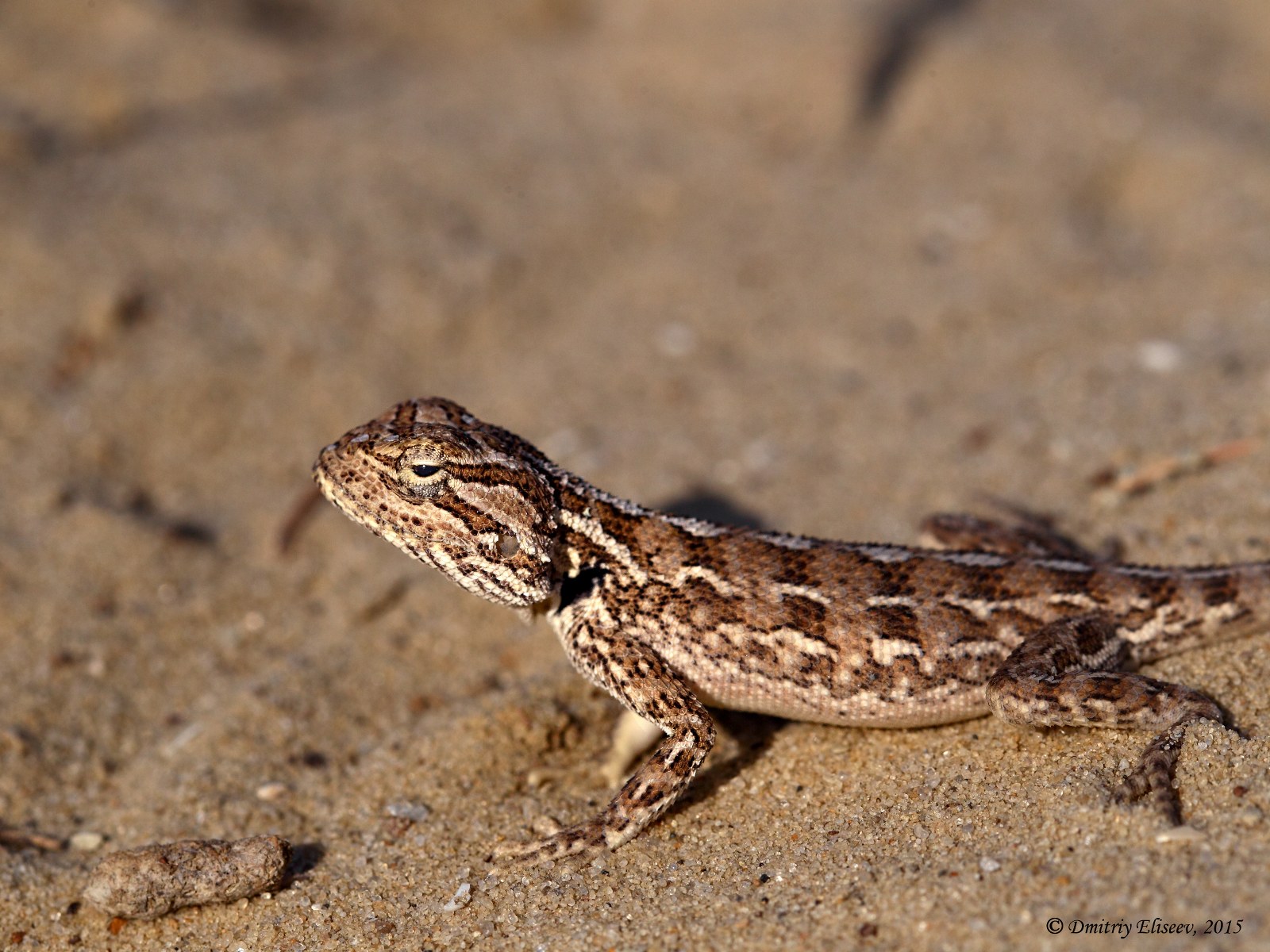 Степная агама – Trapelus saguinolentus