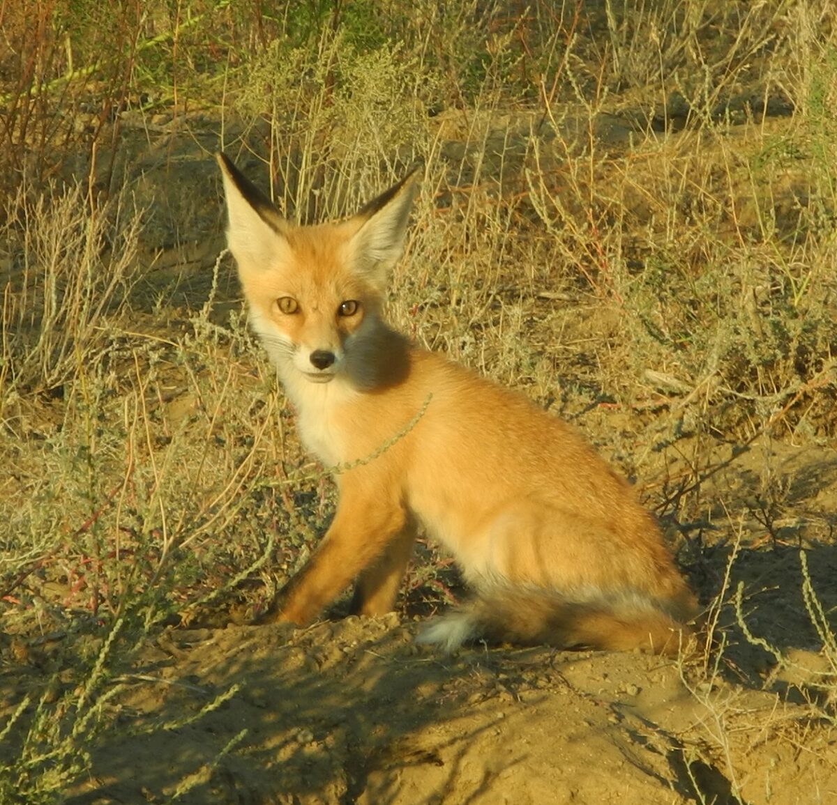 Лисица Vulpes vulpes