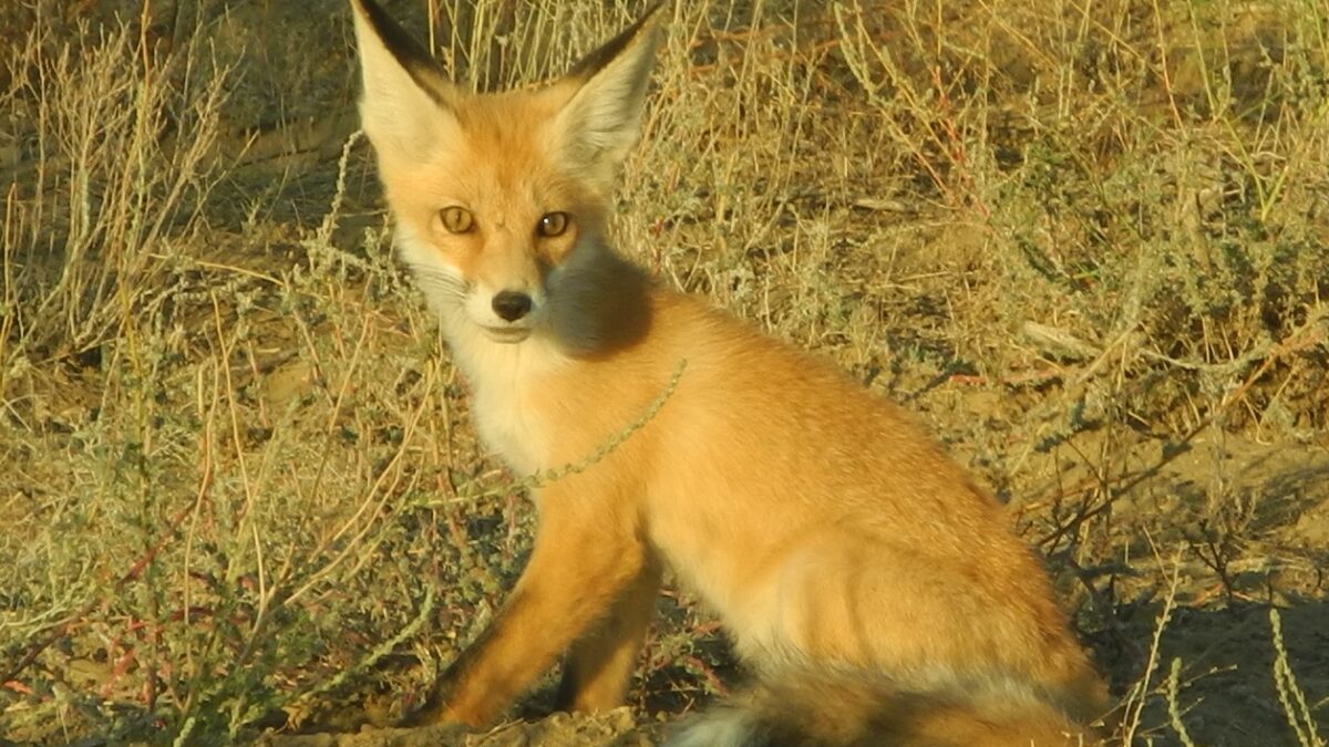 Лисица Vulpes vulpes