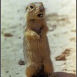 Желтый суслик Spermophilus fulvus