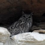 Филин Bubo bubo