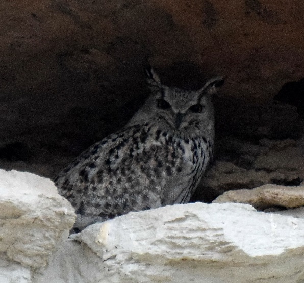 Филин Bubo bubo