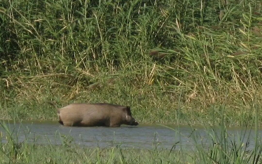 Кабан (Sus scrofa)