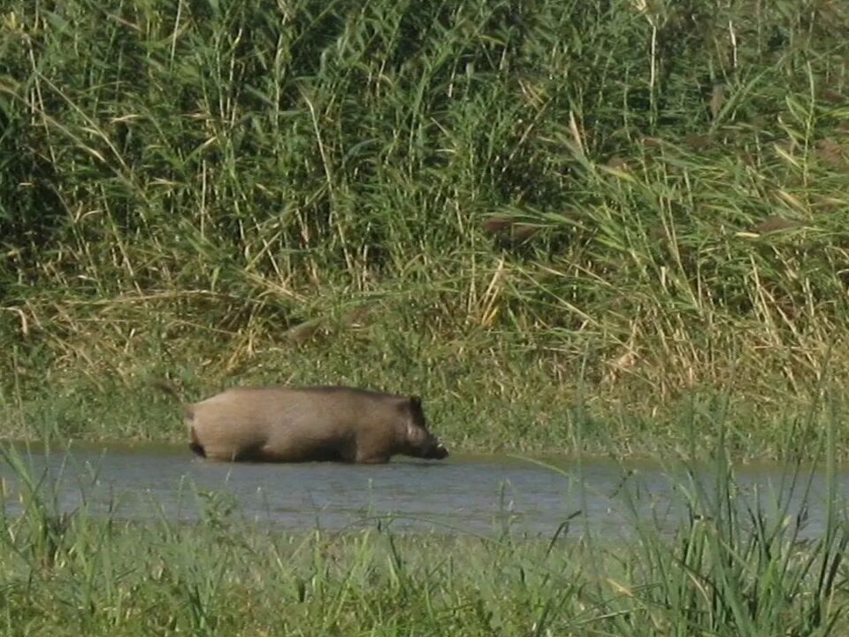Кабан (Sus scrofa)