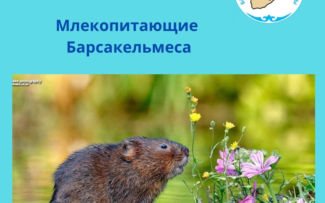 Водяная полёвка