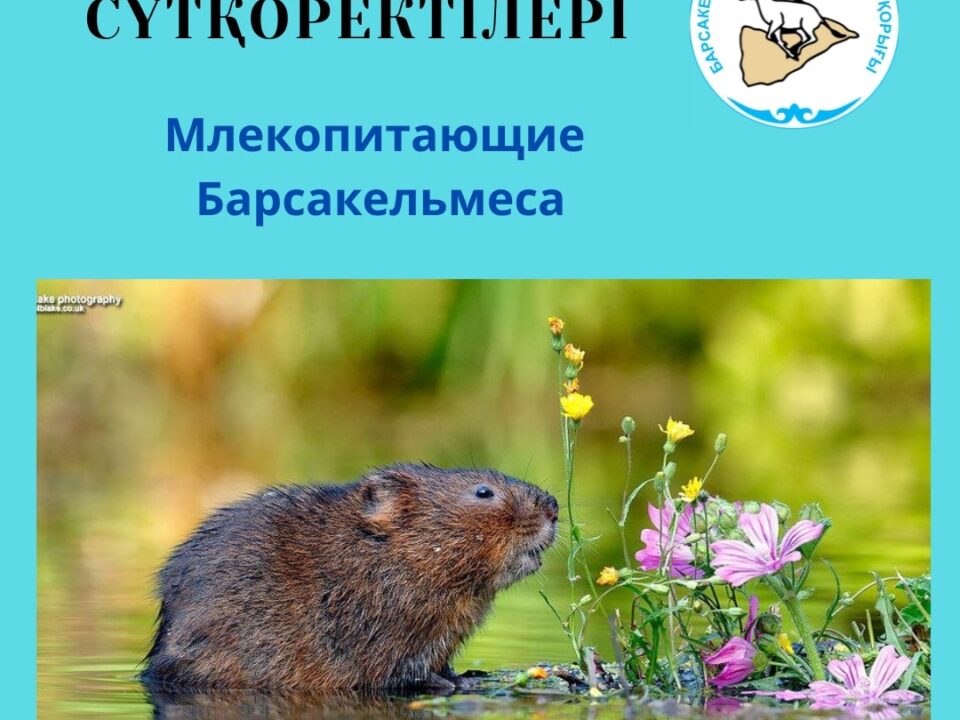 Водяная полёвка