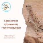 Такырная круглоголовка