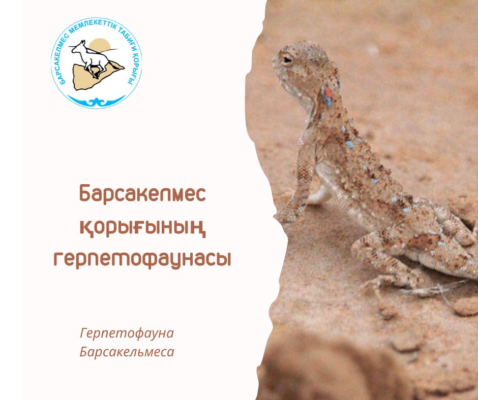 Такырная круглоголовка