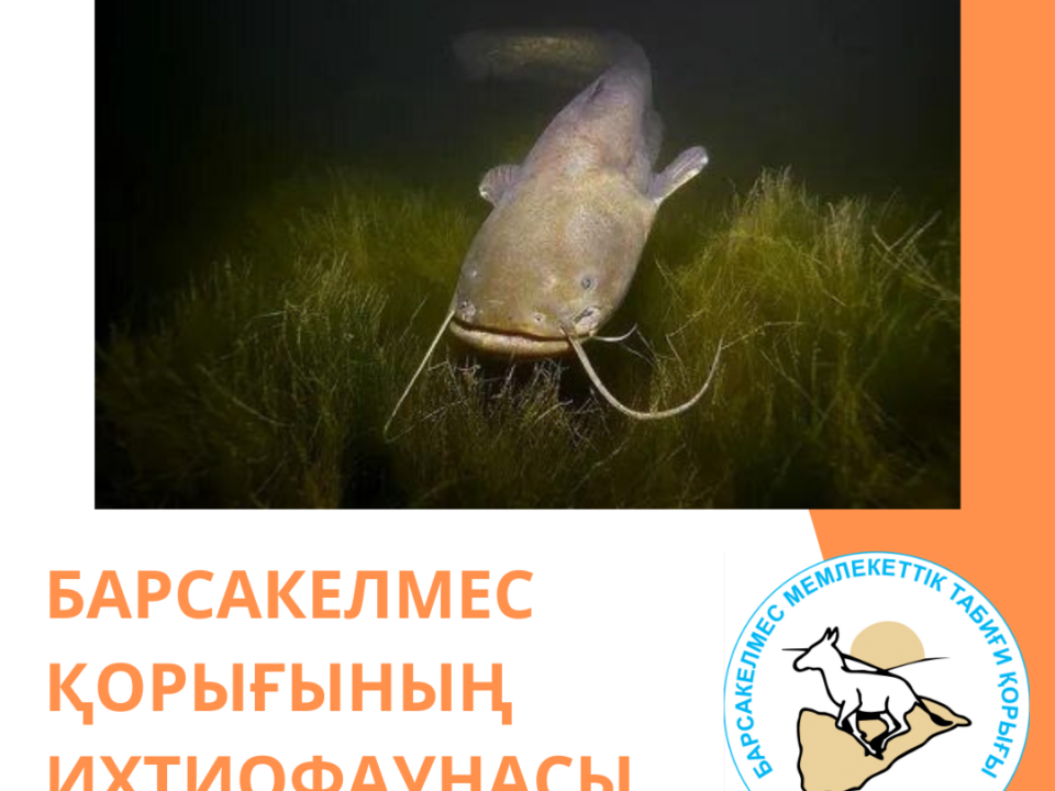 Жайын