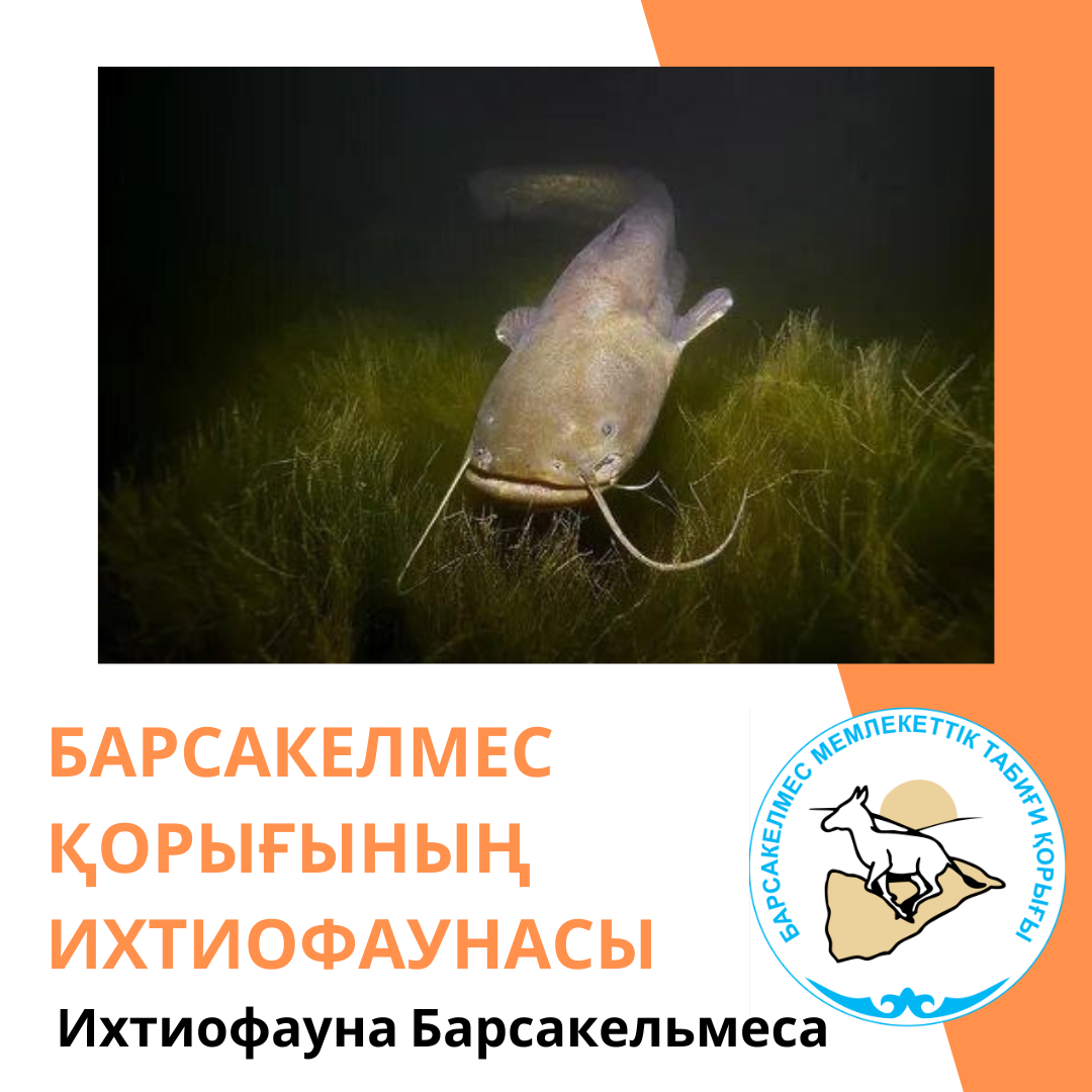 Жайын