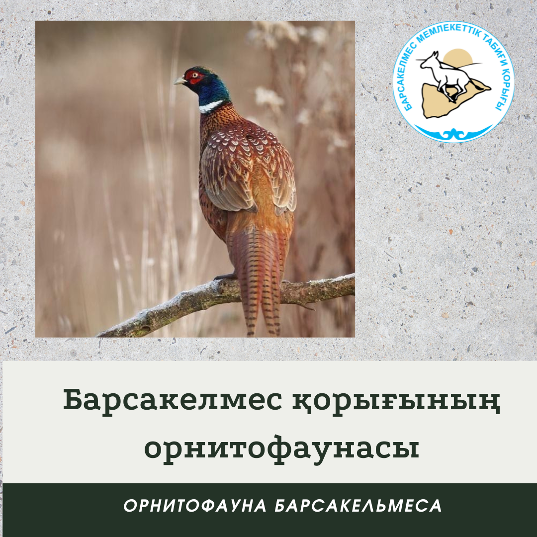 Фазан