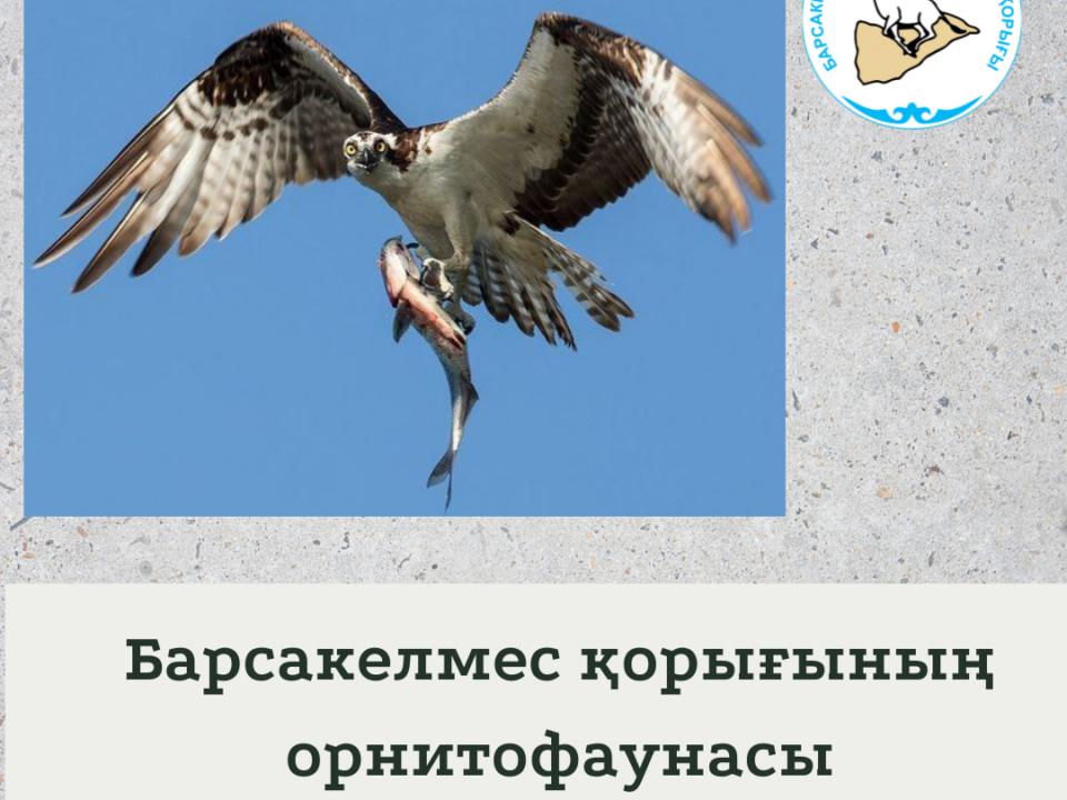 Балықшы тұйғын
