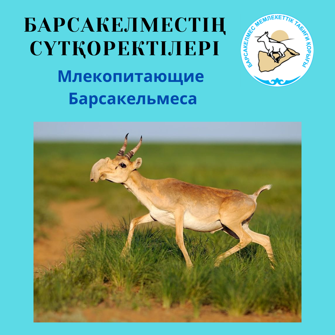 Ақбөкен