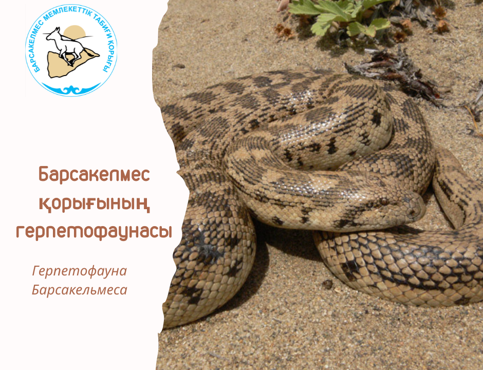 Шығыс айдаһаршасы
