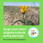 Борщов қызғалдағы (Tulipa borszczowii)