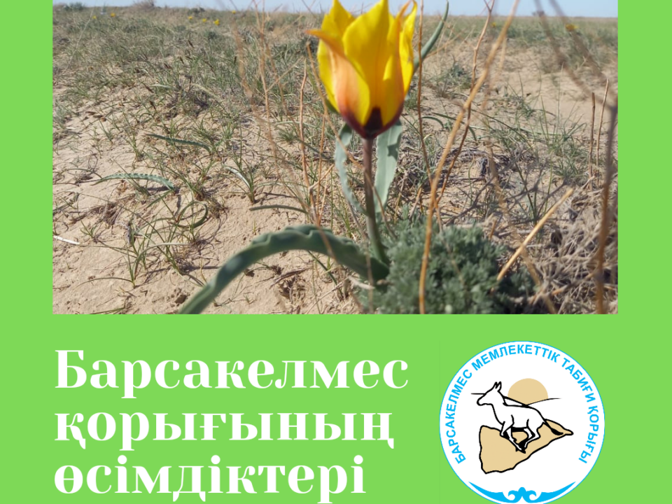 Борщов қызғалдағы (Tulipa borszczowii)