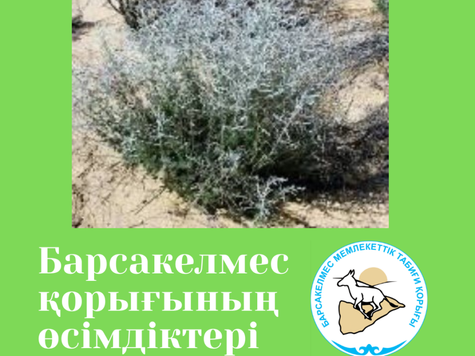 Тамыр жусан - Artemisia terrae-albae