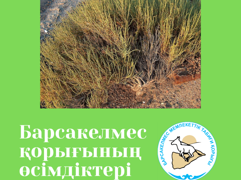 Сарсазан өсімдігі және оның қасиеттері