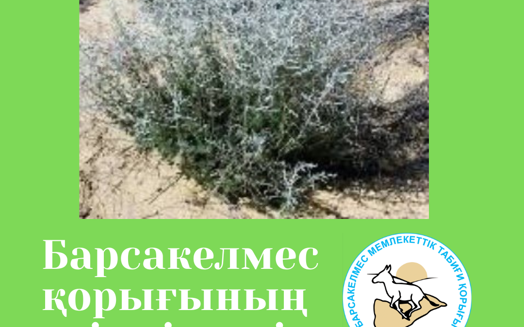 Полынь белоземельная - Artemisia terrae-albae