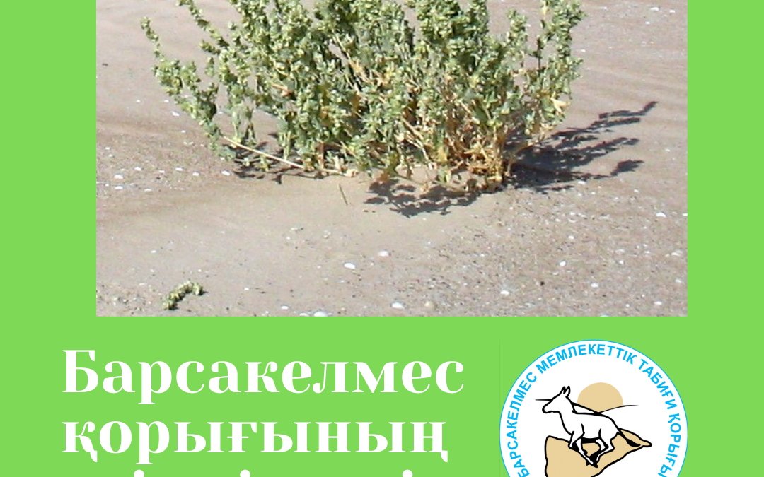 Пратов көкпегі - Atriplex pratovii