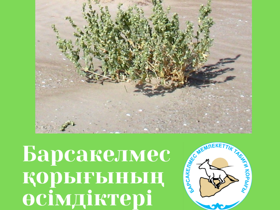 Пратов көкпегі - Atriplex pratovii