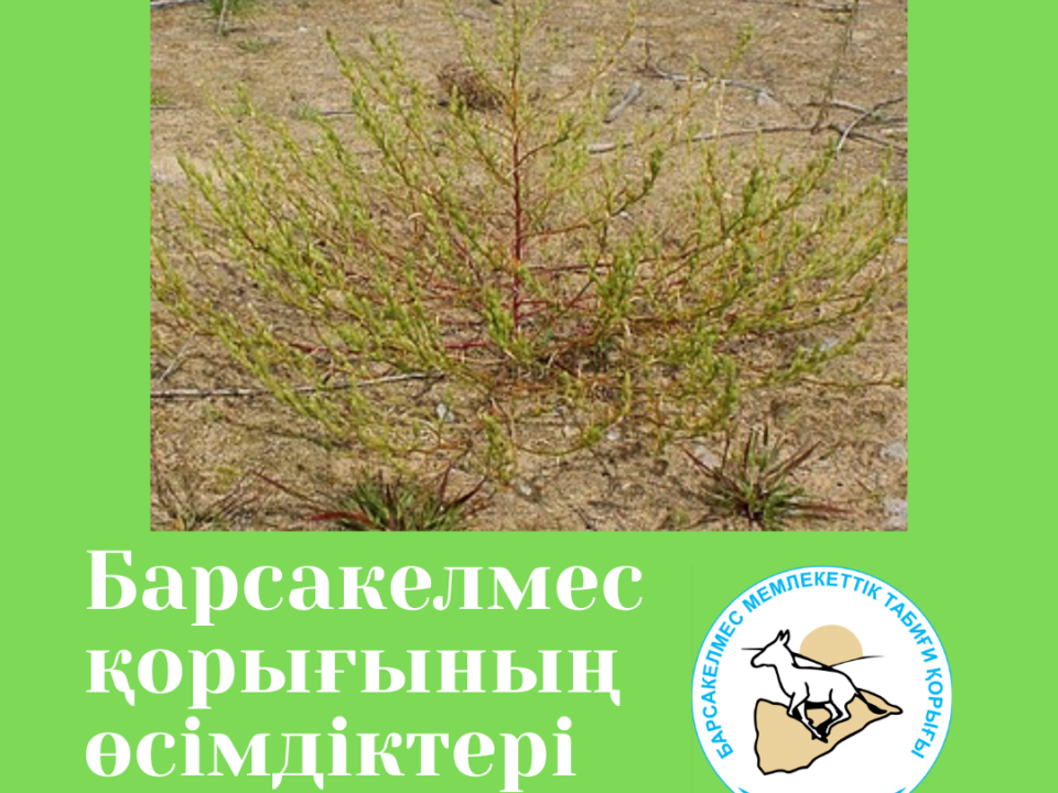 Борпылдақгүлді балқаңбақ