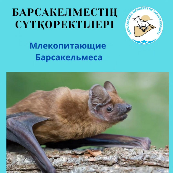 Екі түсті маймұрын